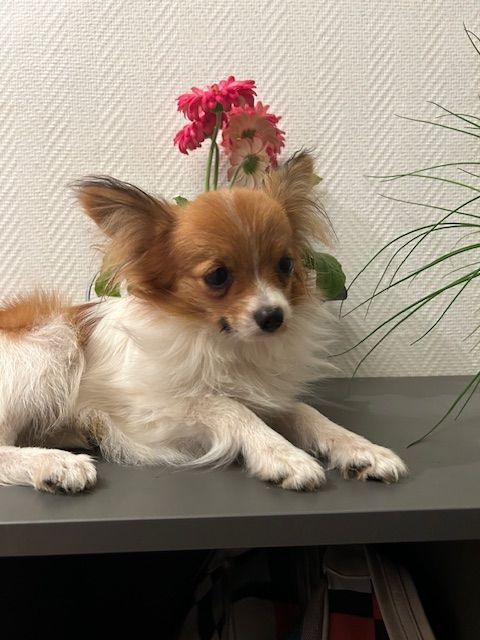 De La Fée Violette - Chiot disponible  - Epagneul nain Continental (Papillon)