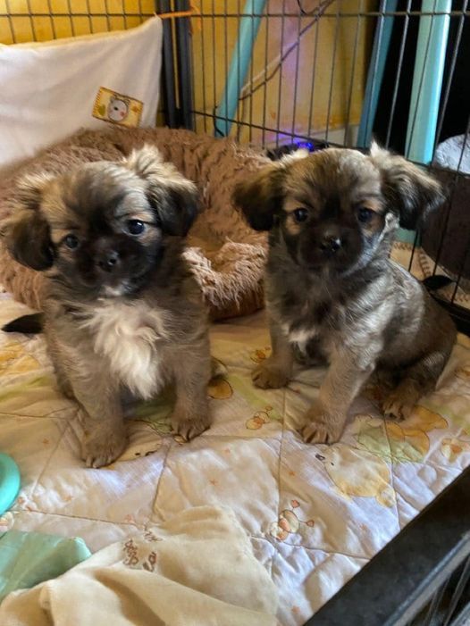 chiot Epagneul tibetain De La Fée Violette