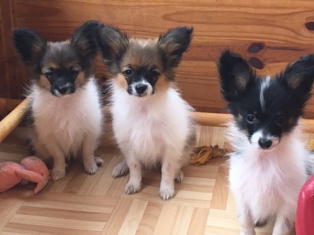 Chiot Epagneul nain Continental (Papillon) De La Fée Violette